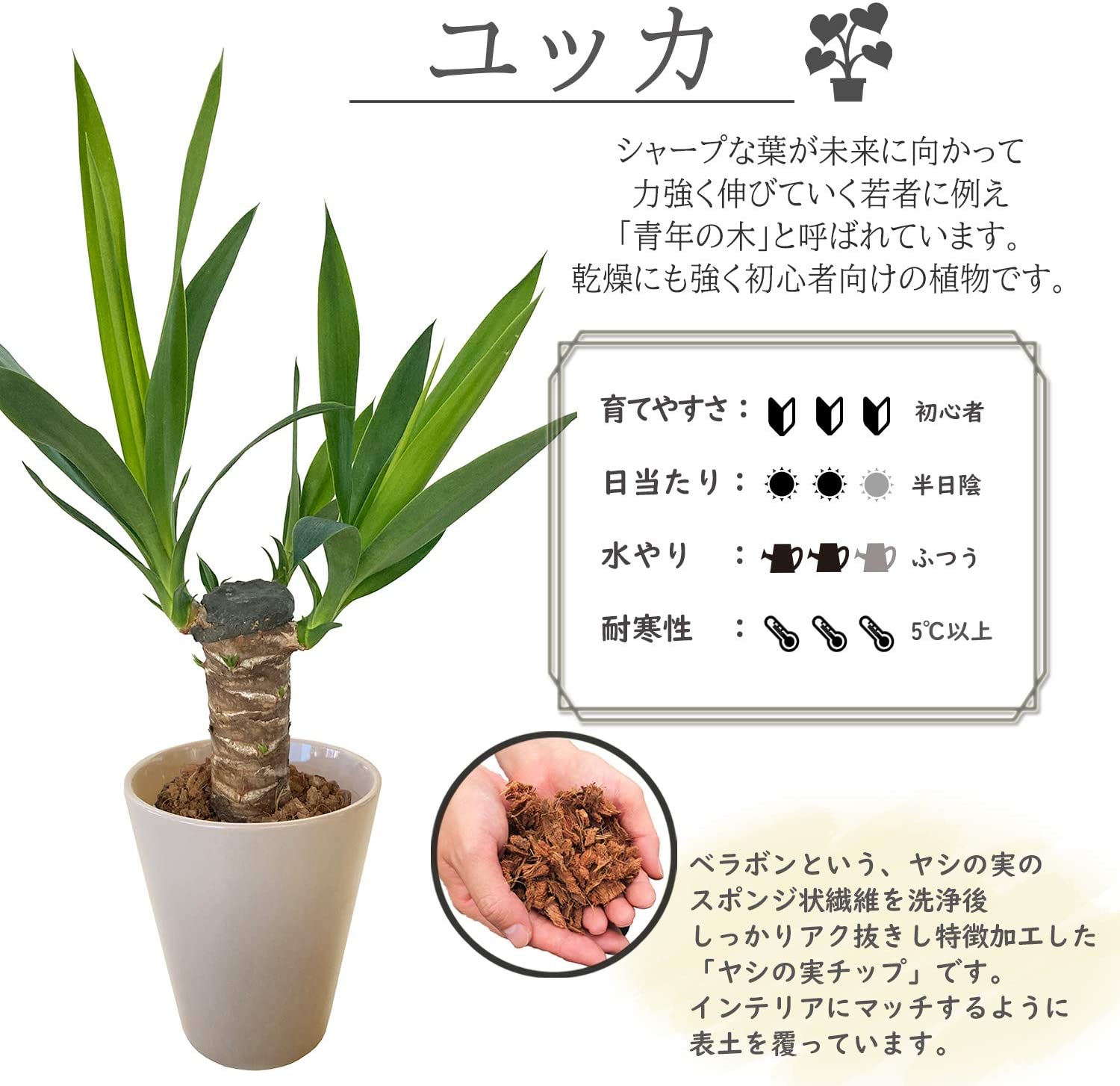 新生活 青年の木 ユッカ 4号 鉢植え 観葉植物 インテリア グリーン 陶器鉢 在宅ワーク 自宅用 誕生日 プレゼント ギフト グリーン シンプル 観葉植物 おしゃれな観葉植物 安心と感動を送る フラワーギフト 花のギフト社