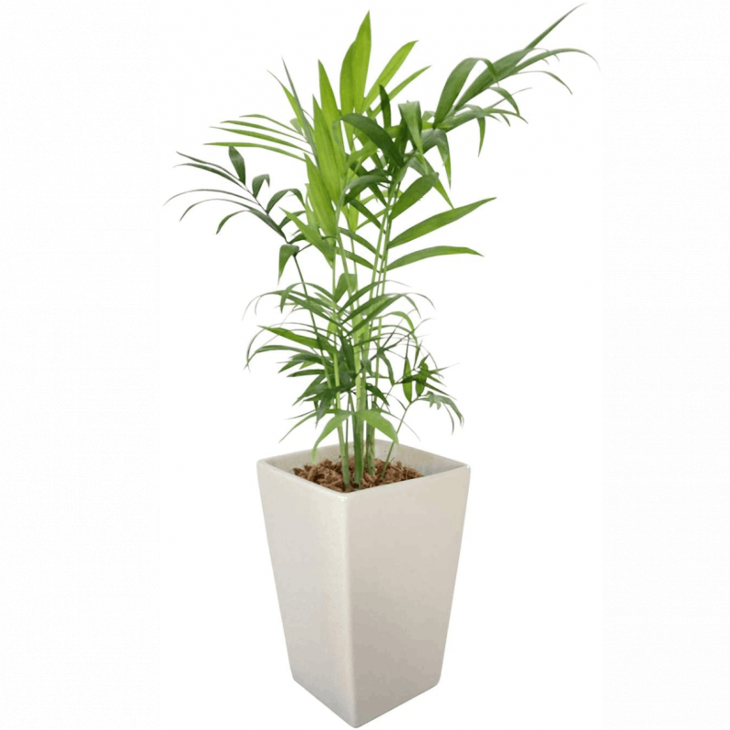 �䥷 ��ʪ �ơ��֥�䥷 ƫ�� ȭ���� ���տ�ʪ ����ƥꥢ ������� ���֤� �ߥ�