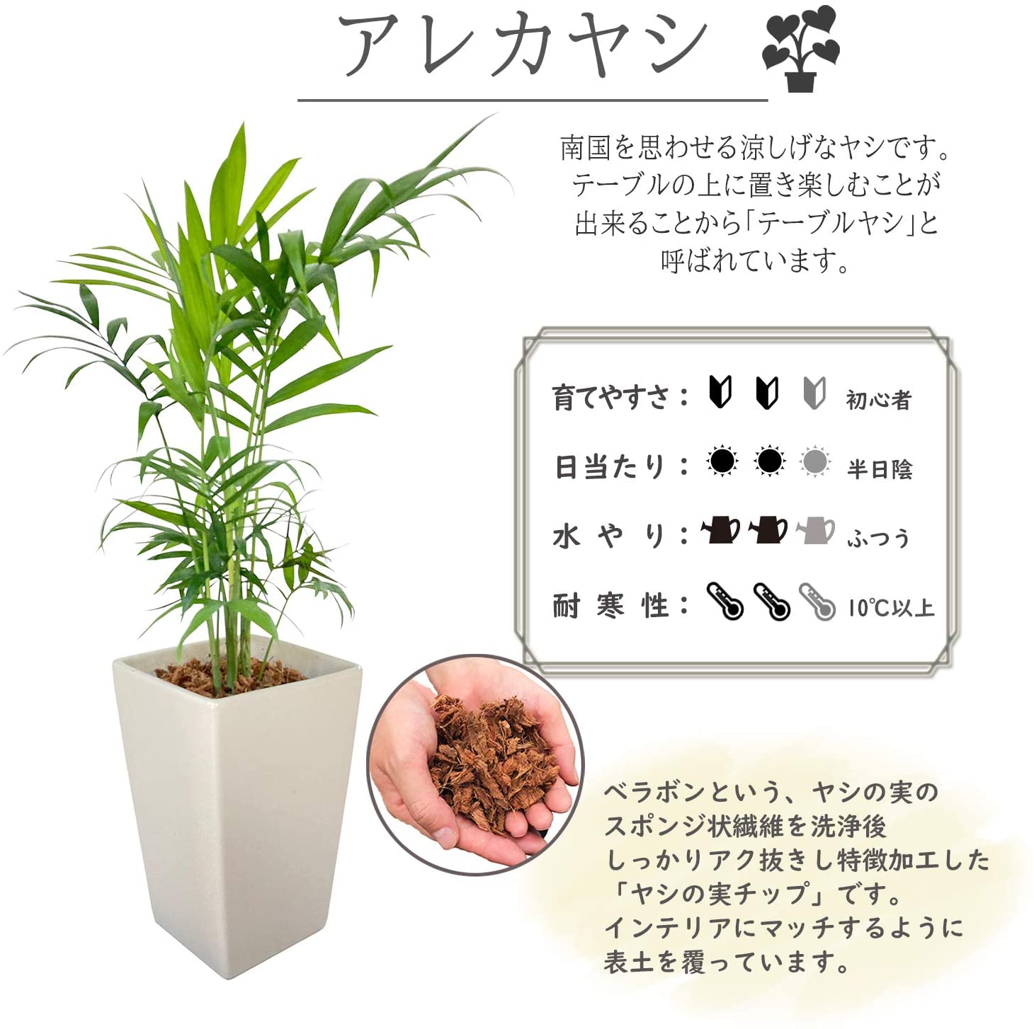 テーブルヤシ 陶器 鉢植え 観葉植物 インテリア 在宅ワーク 背景 癒し 白 観葉 観葉植物 おしゃれな観葉植物 安心と感動を送る フラワーギフト 花のギフト社 テーブルヤシ 陶器 鉢植え 観葉植物 インテリア 在宅ワーク 背景 癒し 白 観葉 観葉植物 おしゃれな観葉植物 安心と感動を送る フラワーギフト 花のギフト社