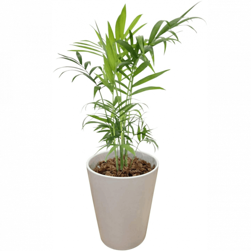 �䥷 ��ʪ �ơ��֥�䥷 ƫ�� ȭ���� ���տ�ʪ ����ƥꥢ ������� ���֤� �ߥ�