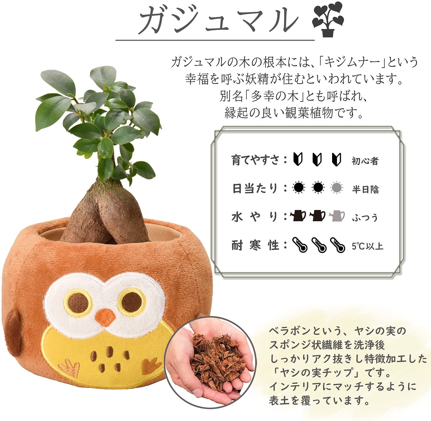 【現品】多幸の木　ガジュマル　ガジュマルの木　８号鉢　ま７番 現品】多幸の木 ガジュマル ガジュマルの木 8号鉢 ま7番