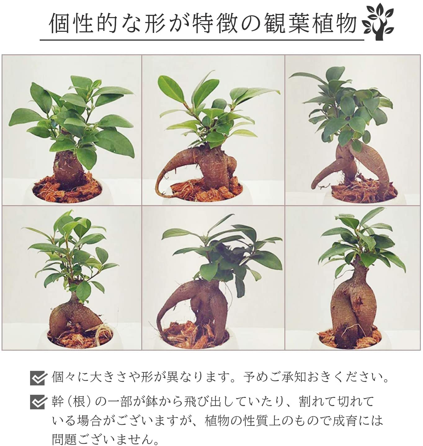現品】多幸の木 ガジュマル ガジュマルの木 8号鉢 ま7番