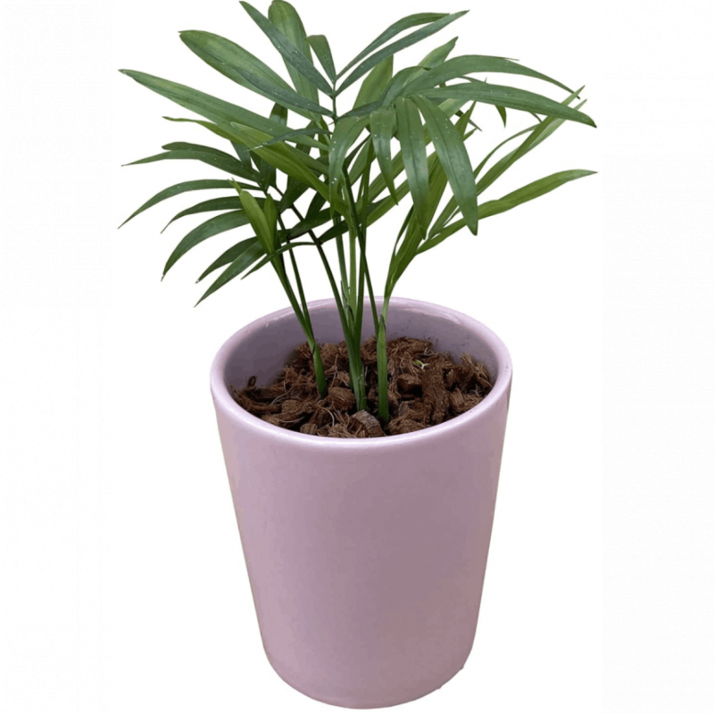 �ơ��֥�䥷 ƫ�� ȭ���� ���տ�ʪ ����ƥꥢ ��ʪ �ط� ���� �ԥ� ����