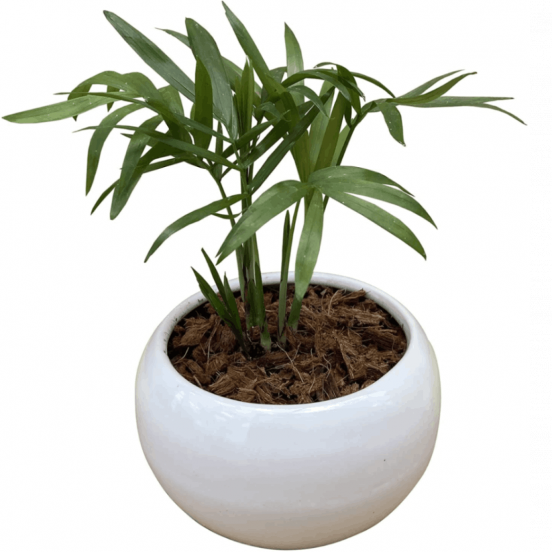 �ơ��֥�䥷 ƫ�� ȭ���� ���տ�ʪ ����ƥꥢ ��ʪ �ط� ���� �� ����