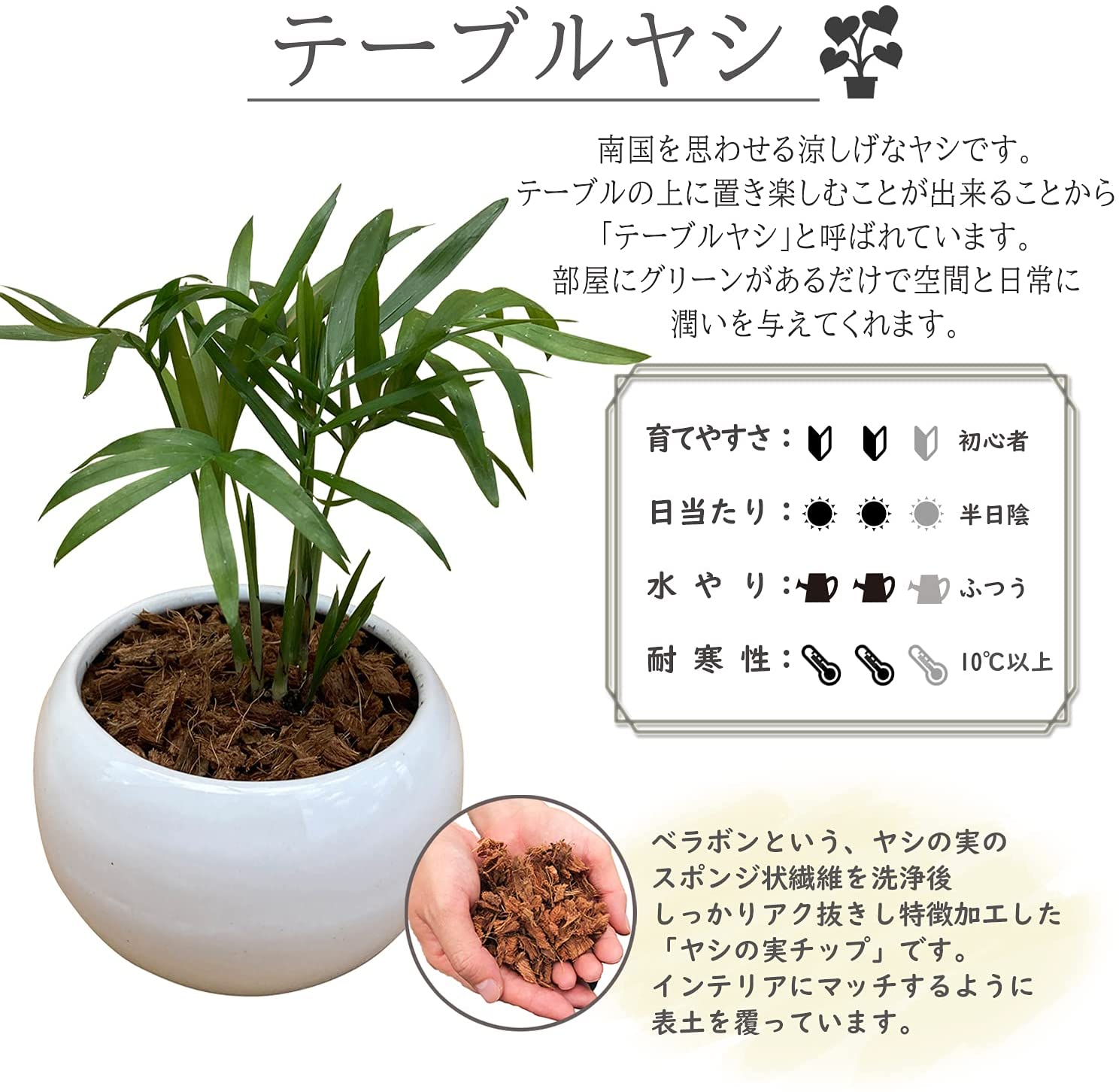 テーブルヤシ 陶器 鉢植え 観葉植物 インテリア 小物 背景 癒し 白 観葉 観葉植物 おしゃれな観葉植物 安心と感動を送る フラワーギフト 花のギフト社