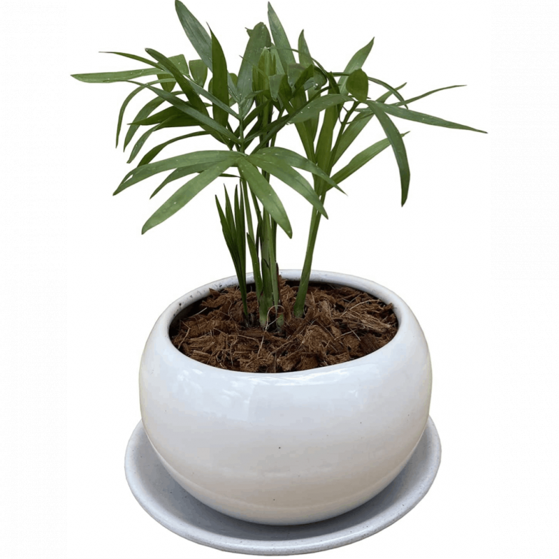 �ơ��֥�䥷 ƫ�� ȭ���� ���տ�ʪ ����ƥꥢ ��ʪ �ط� ���� �� ����