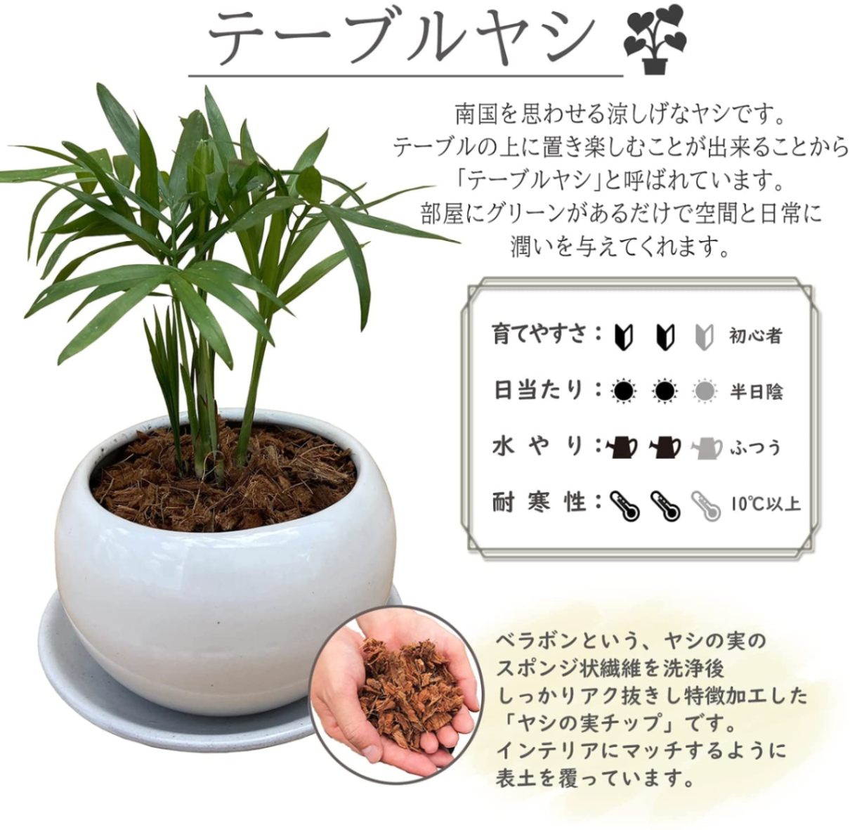 テーブルヤシ 陶器 鉢植え 観葉植物 インテリア 小物 背景 癒し 白 
