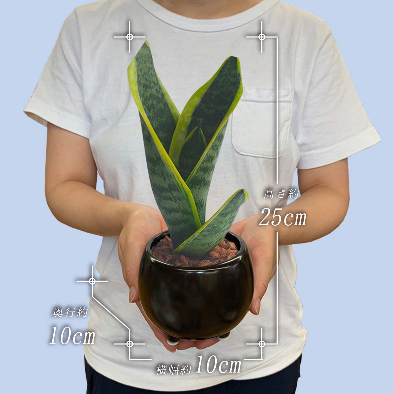 サンスベリア 観葉植物 本物 ミニ サンセベリア 観葉 植物 ミニ観葉