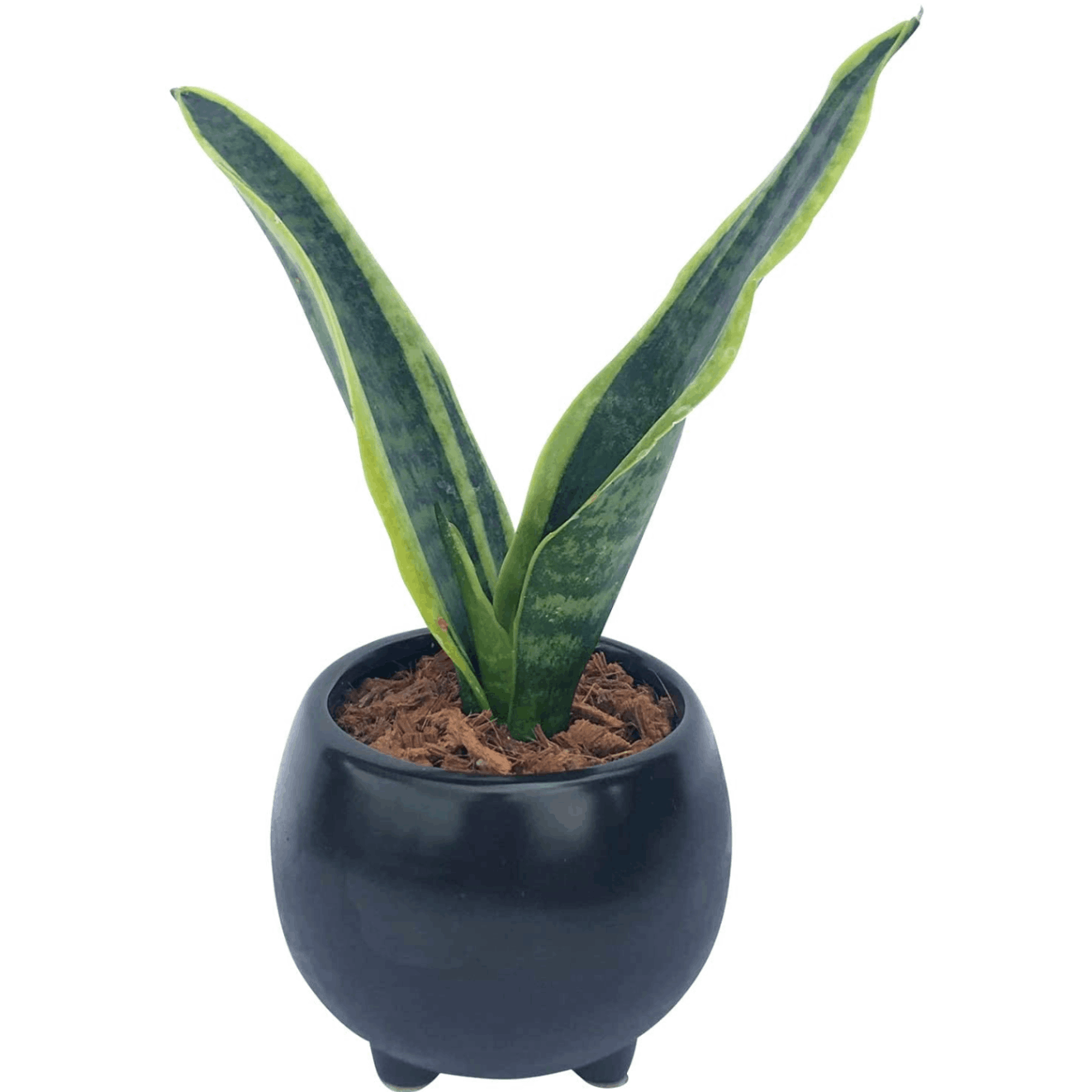 サンスベリア 観葉植物 本物 ミニ サンセベリア 観葉 植物 ミニ観葉