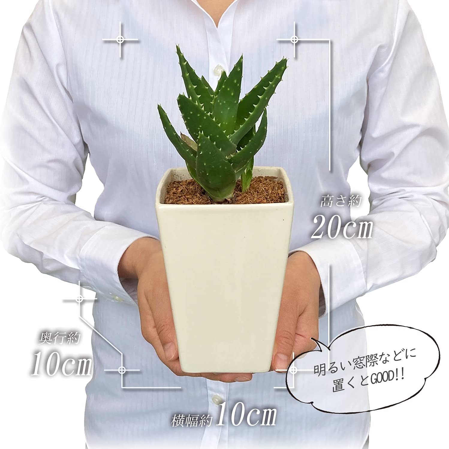 アロエ 不夜城 多肉植物 ロゼット インテリアミニ観葉植物