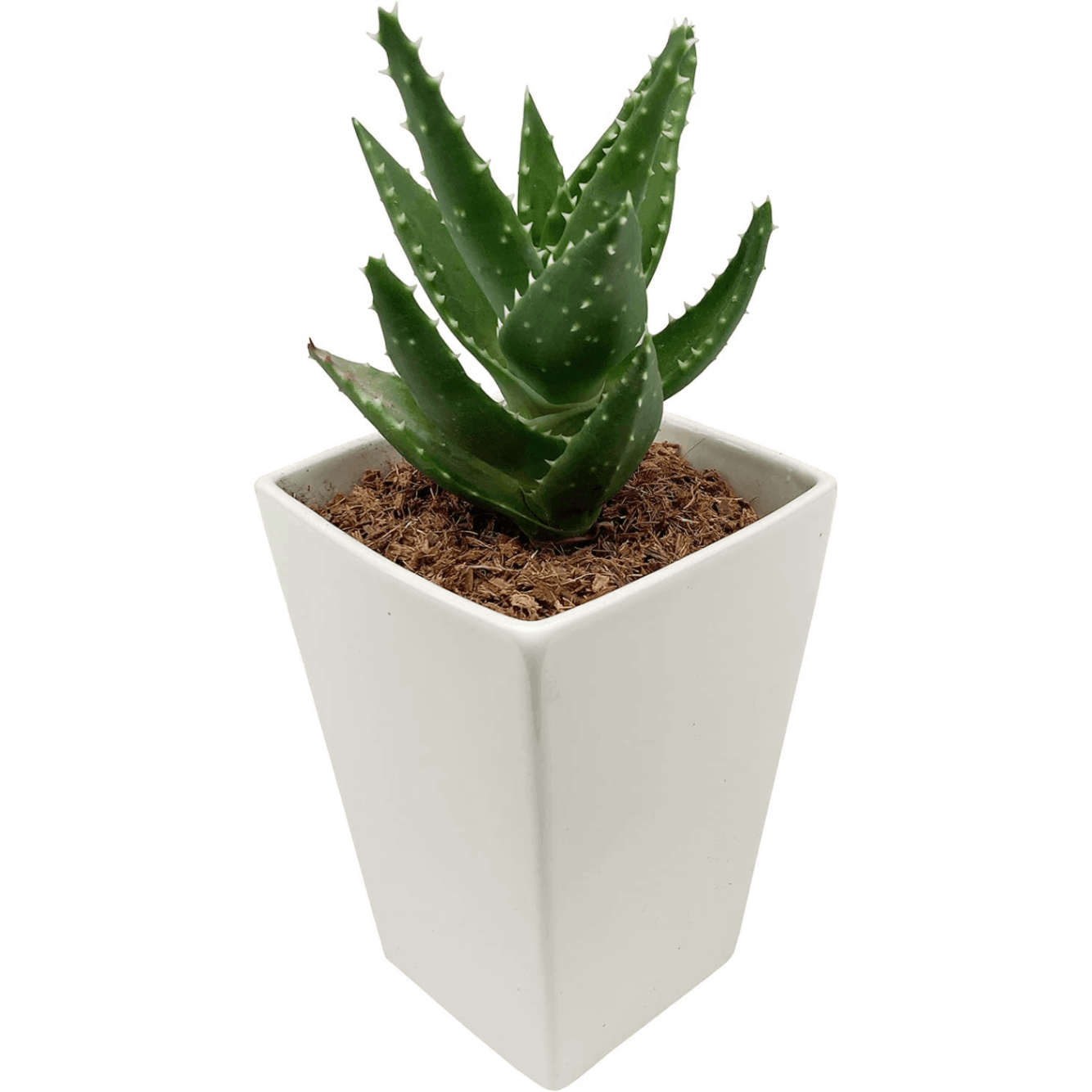 多肉植物 ロゼット型葉 鉢植え*2 000000000511_COumu8r.png