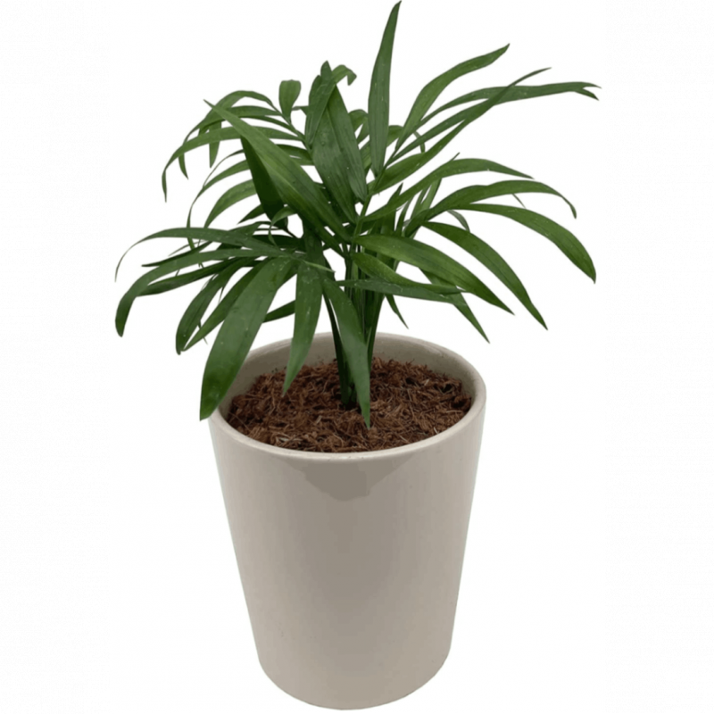 �ơ��֥�䥷 ���տ�ʪ ��ʪ �ߥ� �䥷 �䥷���� ���� ��ʪ �ߥ˴��տ�ʪ ȭ����