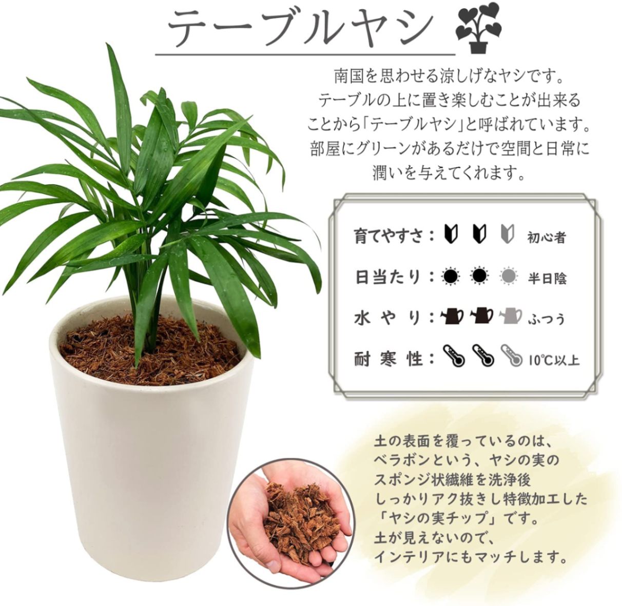 テーブルヤシ 観葉植物 本物 ミニ ヤシ ヤシの木 観葉 植物 ミニ観葉