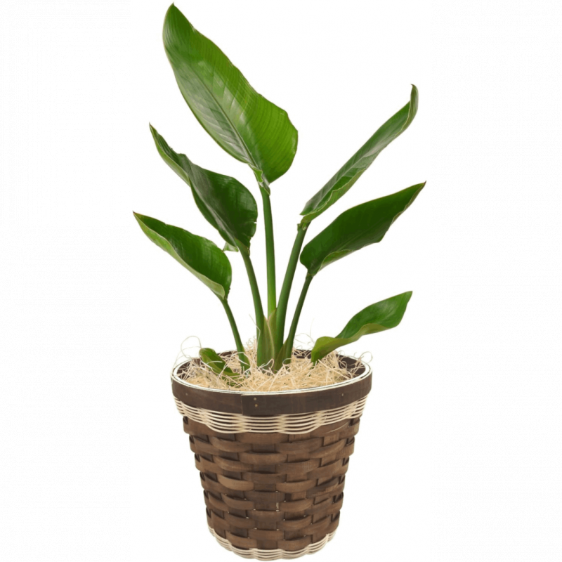 ���տ�ʪ ���������� ����ƥꥢ ���꡼�� 6��ȭ �Х����å�