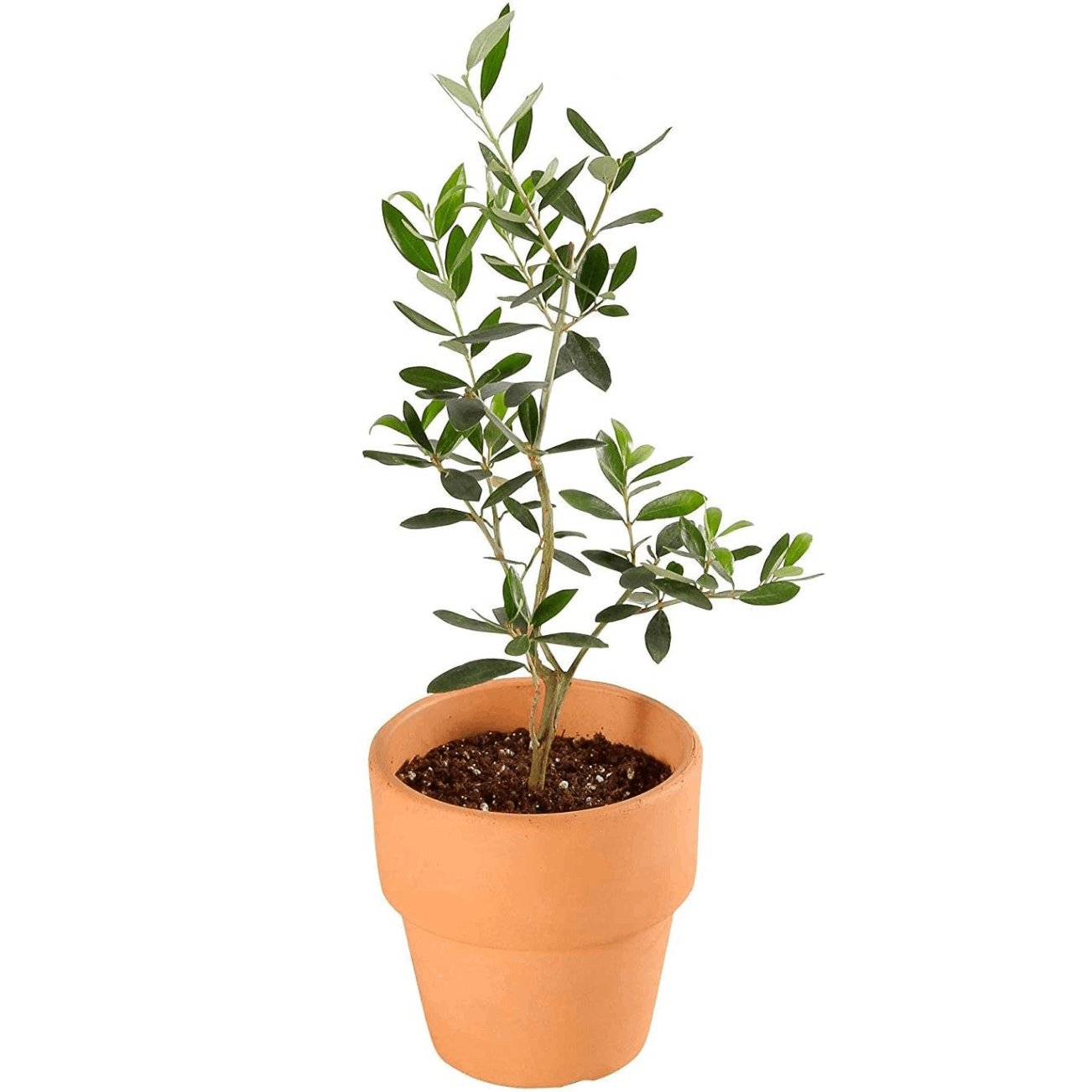 オリーブの木 オリーブ 木 鉢植え 苗 苗木 観葉植物 オリーブ