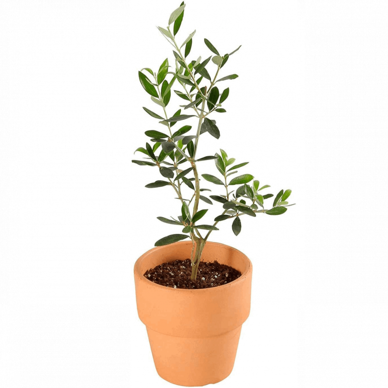 տʪ ꡼֤ ͥХǥ֥ Ǿ ȭ 4 ƥꥢ ꡼