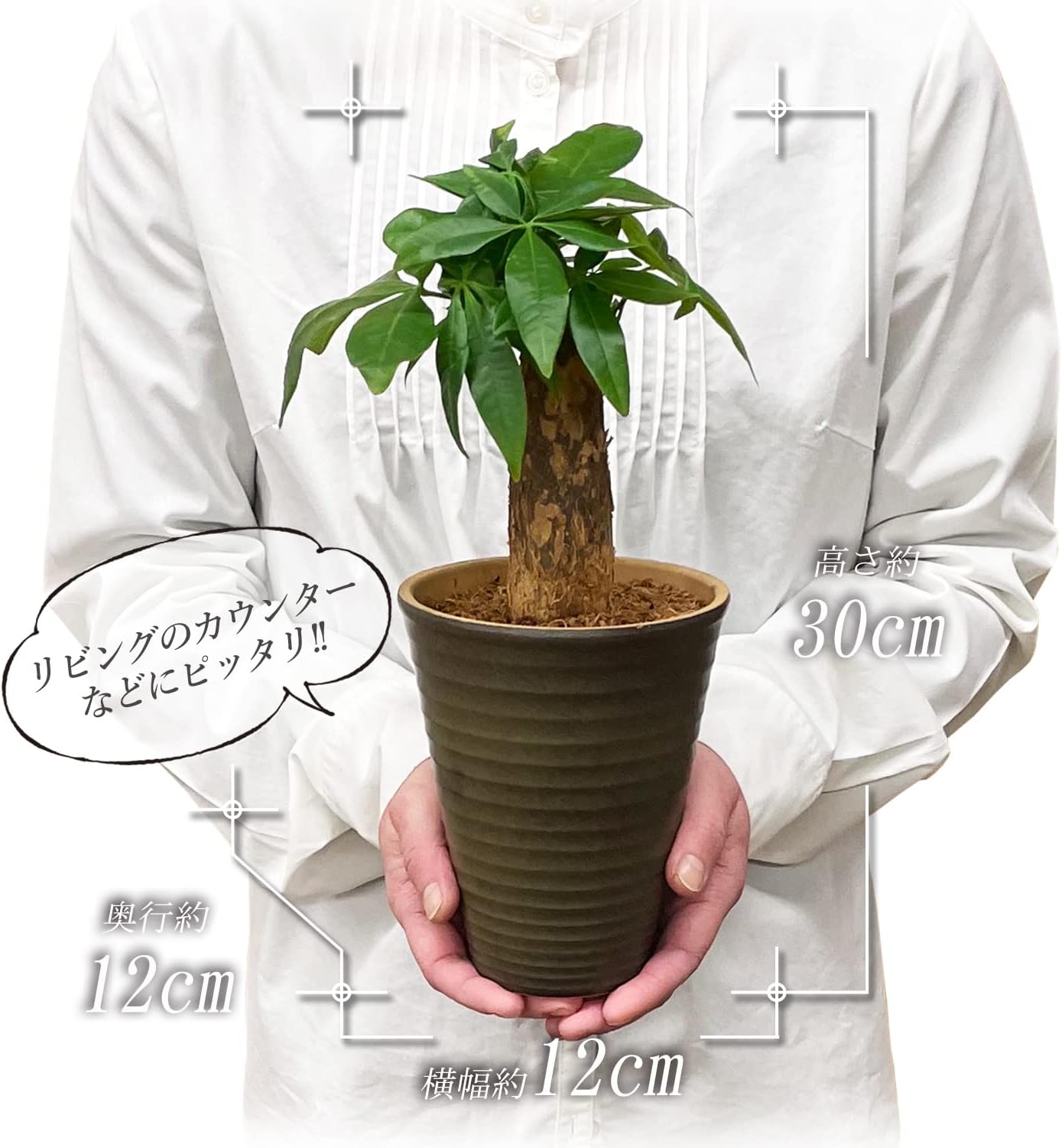 パキラ 発財樹 4号 陶器 鉢植え 鉢皿 観葉植物 ミニ観葉 パキラの木