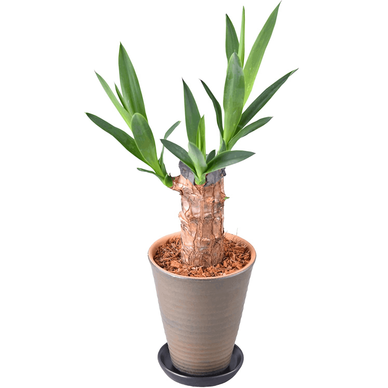 青年の木 ユッカ 4号 陶器 鉢植え 鉢皿 観葉植物 インテリア グリーン
