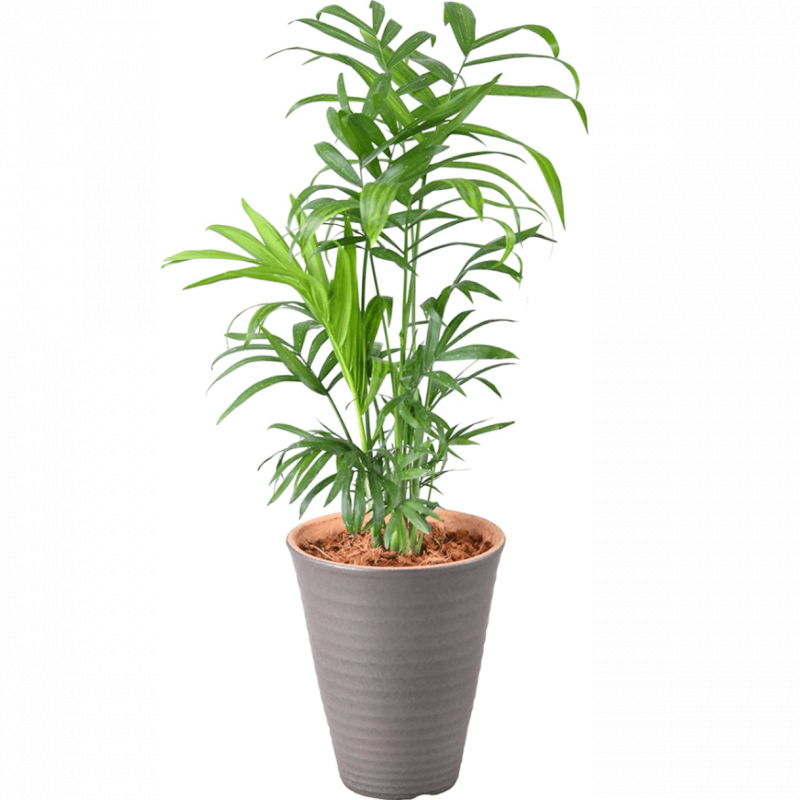 テーブルヤシ ４号 陶器 鉢植え 観葉植物 インテリア グリーン
