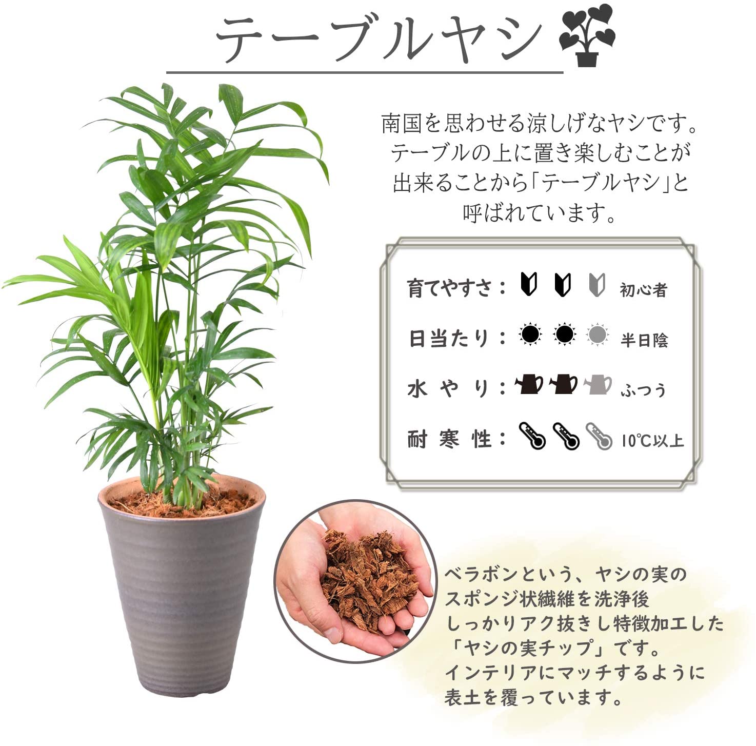 テーブルヤシ 4号 陶器 鉢植え 観葉植物 インテリア グリーン | 観葉 