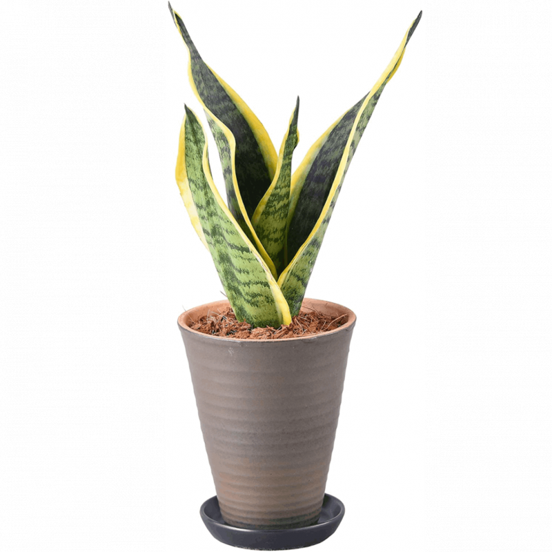 ���󥹥٥ꥢ �פ��� 4�� ƫ�� ȭ���� ȭ�� ���տ�ʪ ����ƥꥢ ���꡼��