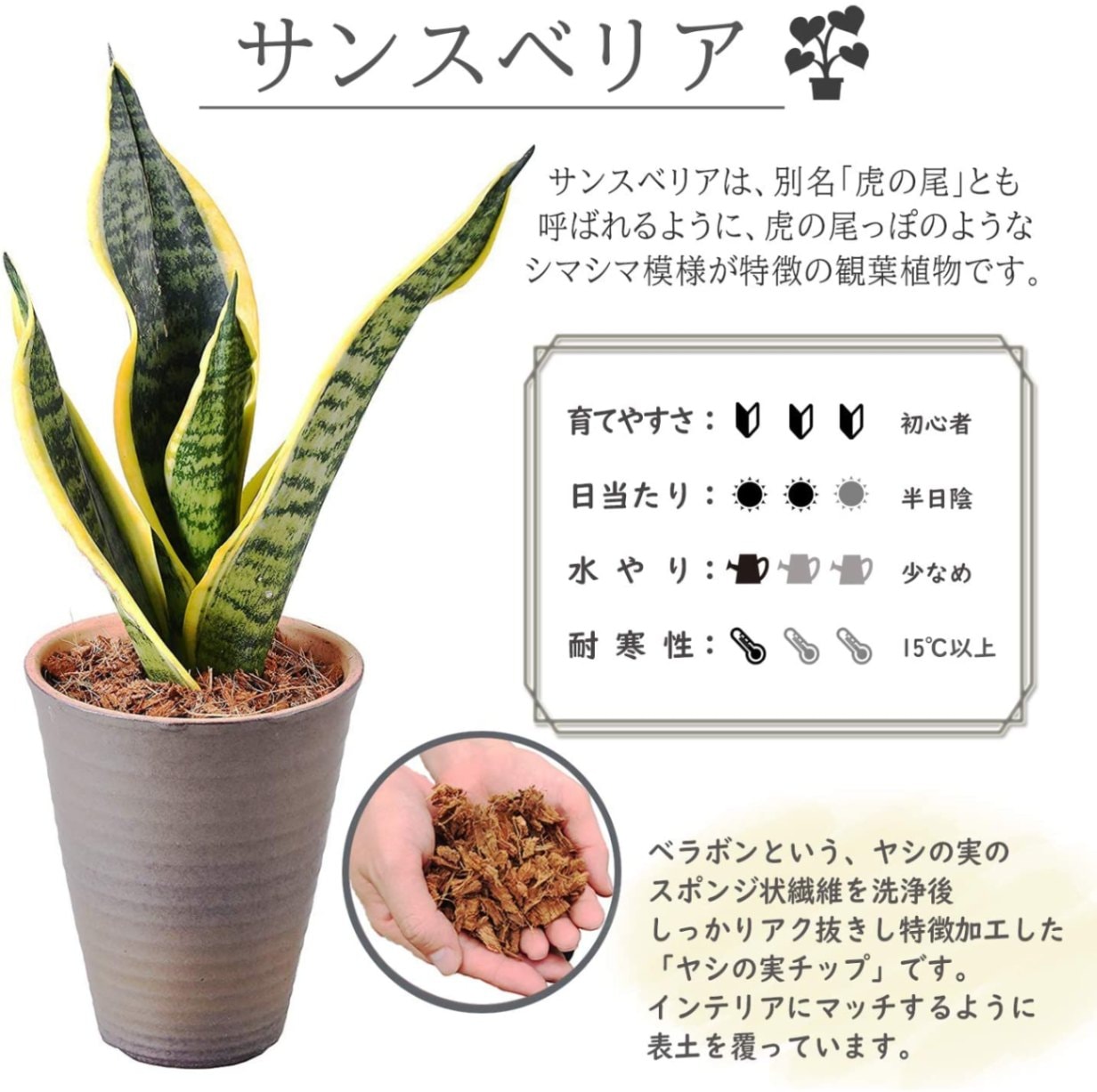 サンスベリア 虎の尾 4号 陶器 鉢植え 鉢皿 観葉植物 インテリア