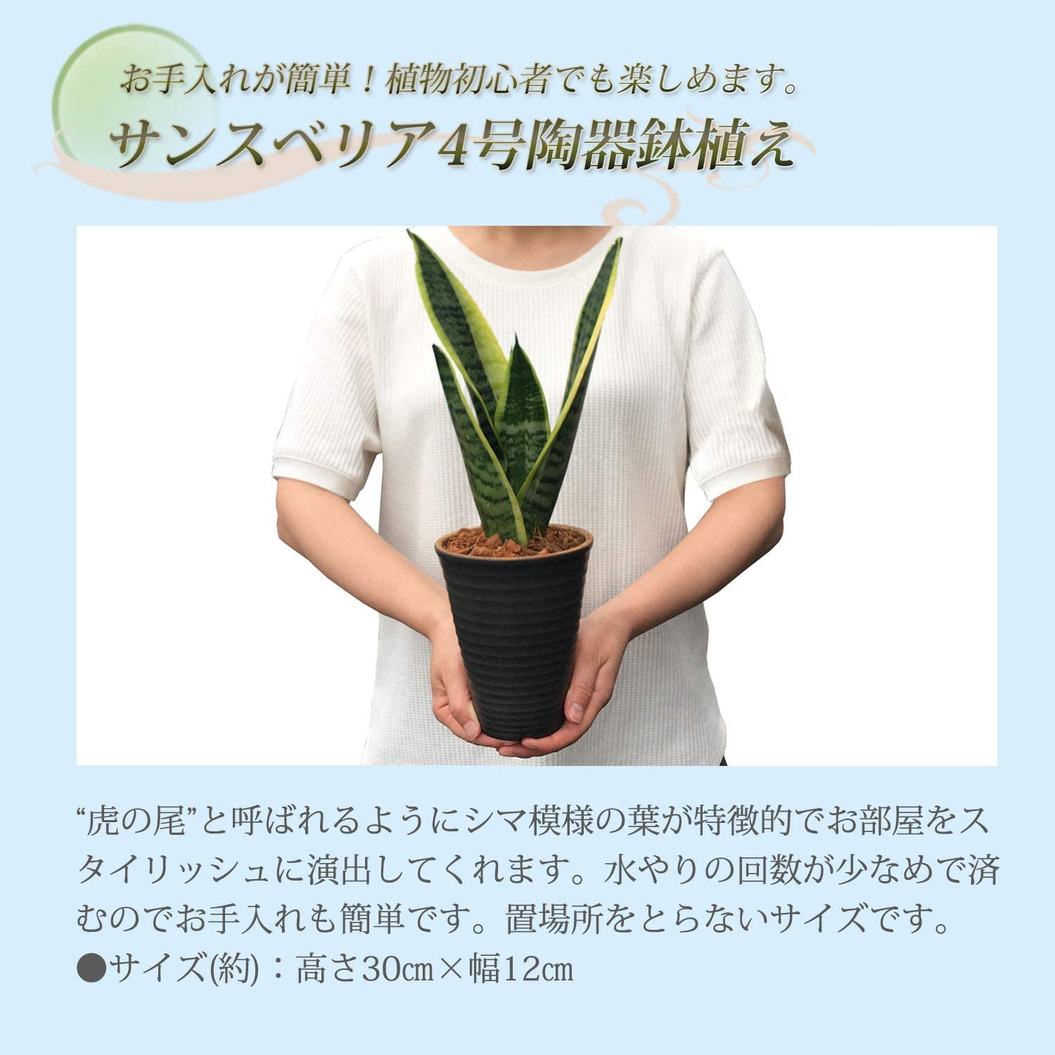 サンスベリア 虎の尾 4号 陶器 鉢植え 鉢皿 観葉植物 インテリア