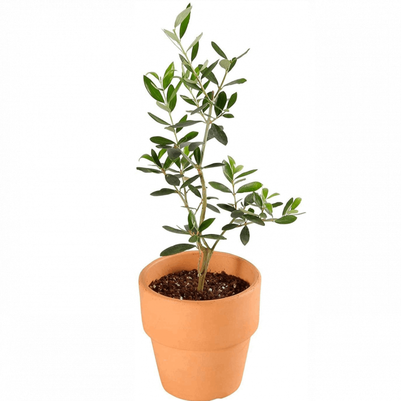 տʪ ꡼֤ ͥ Ǿ ȭ 4 ٤ ƥꥢ ꡼