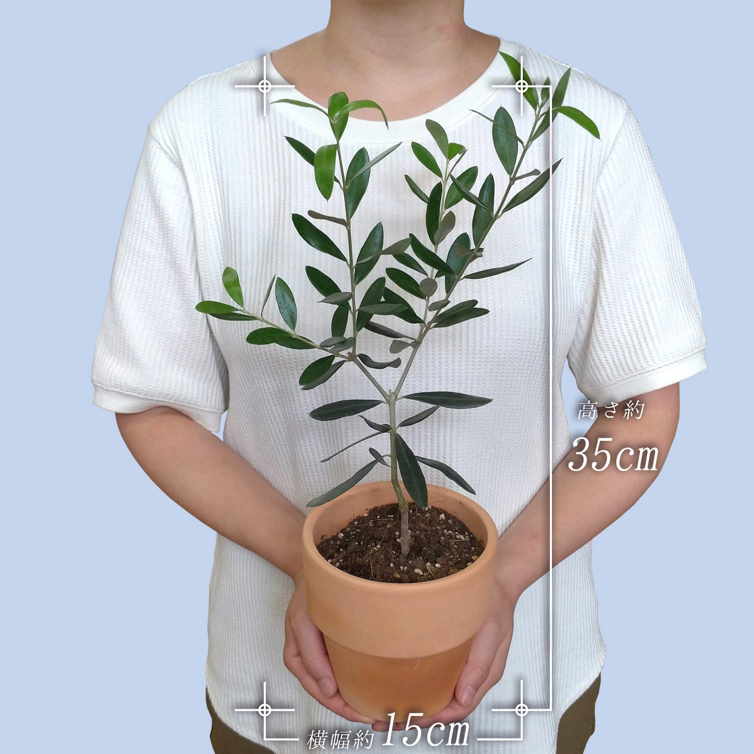 ④　オリーブの木　『コロネイキ』　15号　特大苗木最高等級　極上品‼️ ④ オリーブの木 『コロネイキ』 15号 特大苗木最高等級 極上品‼️ ④