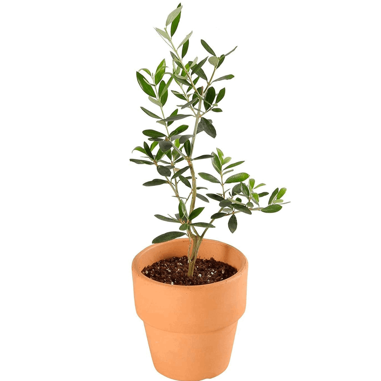 ④ オリーブの木 『コロネイキ』 15号 特大苗木最高等級 極上品‼️ ④