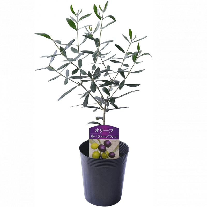 ꡼  ꡼֤ ȭ 3.5ȭ (ͥХǥ֥)