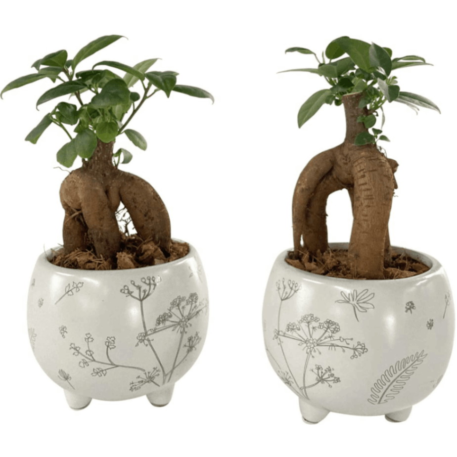 ガジュマル鉢植え 2個セット 多幸の木 ガジュマル 結婚祝 ミニ観葉植物
