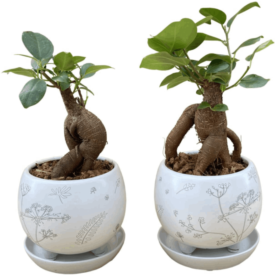 ガジュマル鉢植え 2個セット 多幸の木 ガジュマル 結婚祝 ミニ観葉植物