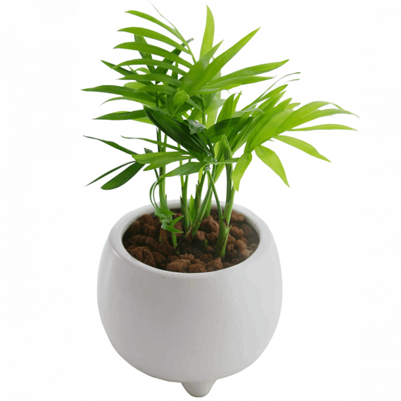 �ơ��֥�䥷ȭ���� �ơ��֥�䥷 �ߥ˴��տ�ʪ �ߥ˴���