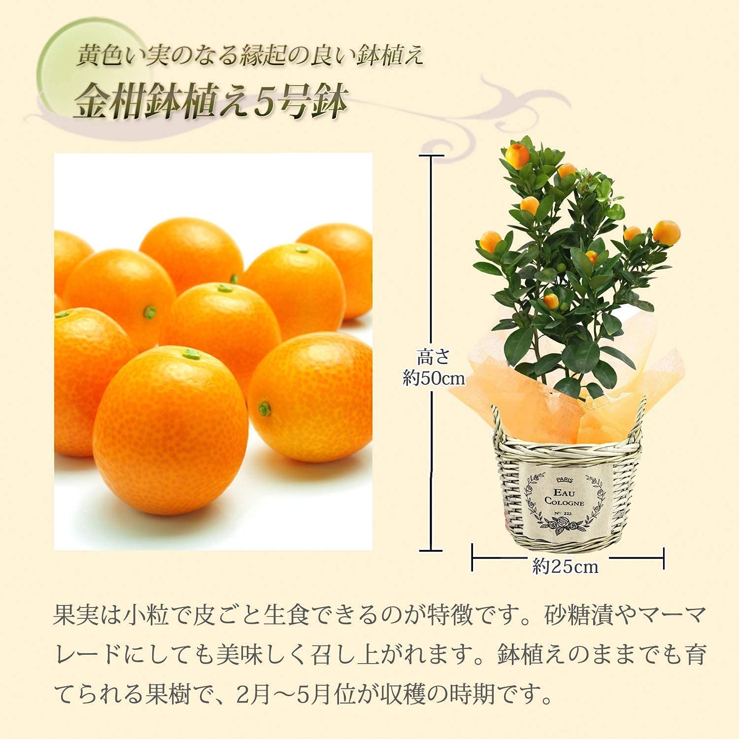 金柑鉢植え 大実 福寿 金柑の木 きんかん鉢植え きんかんの木 キンカンの木 金柑 観葉植物 手ごろな大きさの観葉植物 安心と感動を送る フラワーギフト 花のギフト社