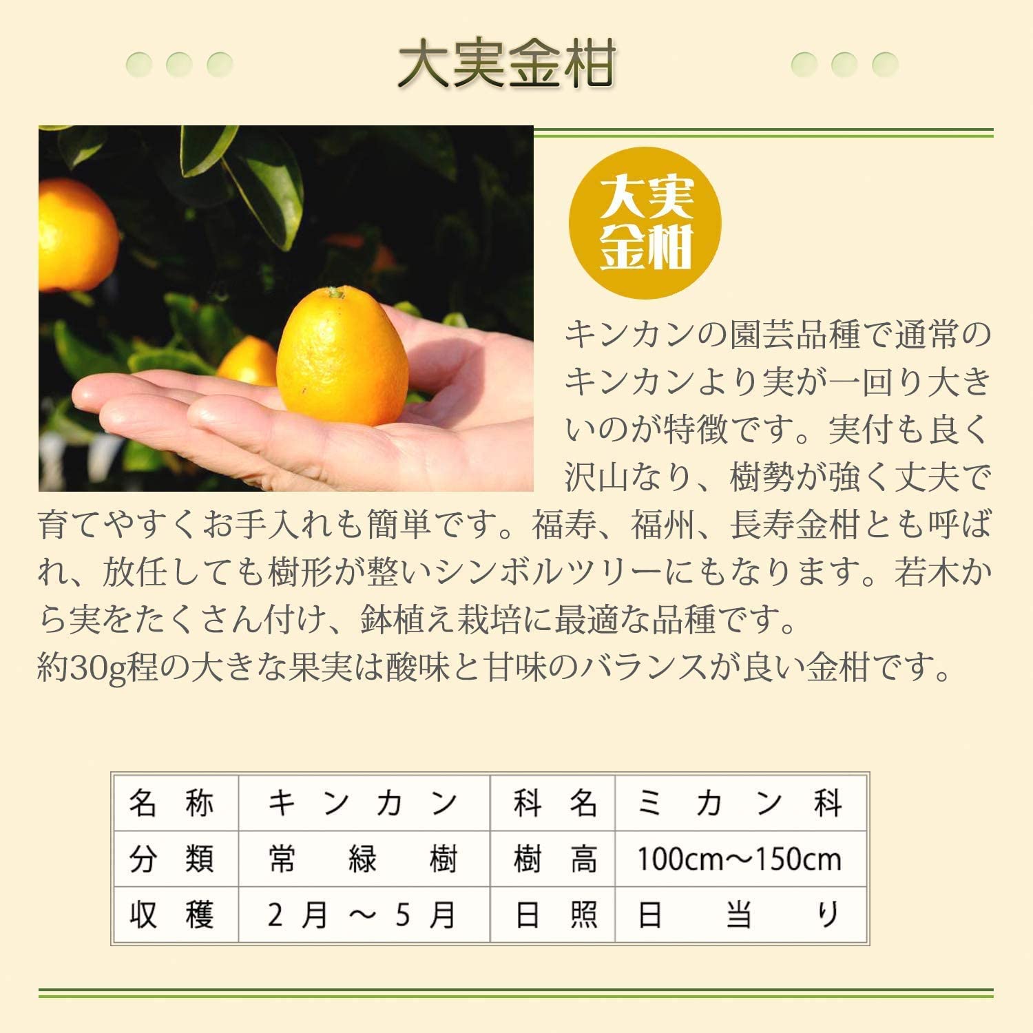 金柑鉢植え 大実 福寿 金柑の木 きんかん鉢植え きんかんの木 キンカンの木 金柑 観葉植物 手ごろな大きさの観葉植物 安心と感動を送る フラワーギフト 花のギフト社
