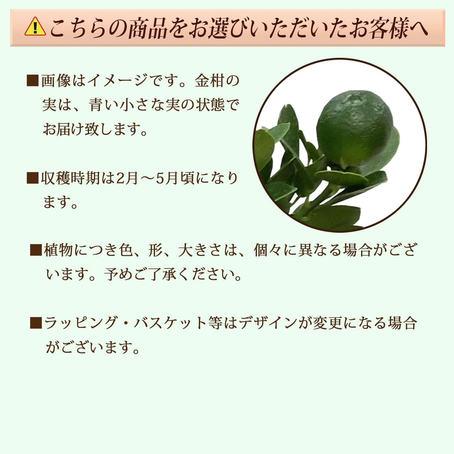 金柑鉢植え 大実 福寿 金柑の木 きんかん鉢植え きんかんの木 キンカンの木 金柑 観葉植物 手ごろな大きさの観葉植物 安心と感動を送る フラワーギフト 花のギフト社