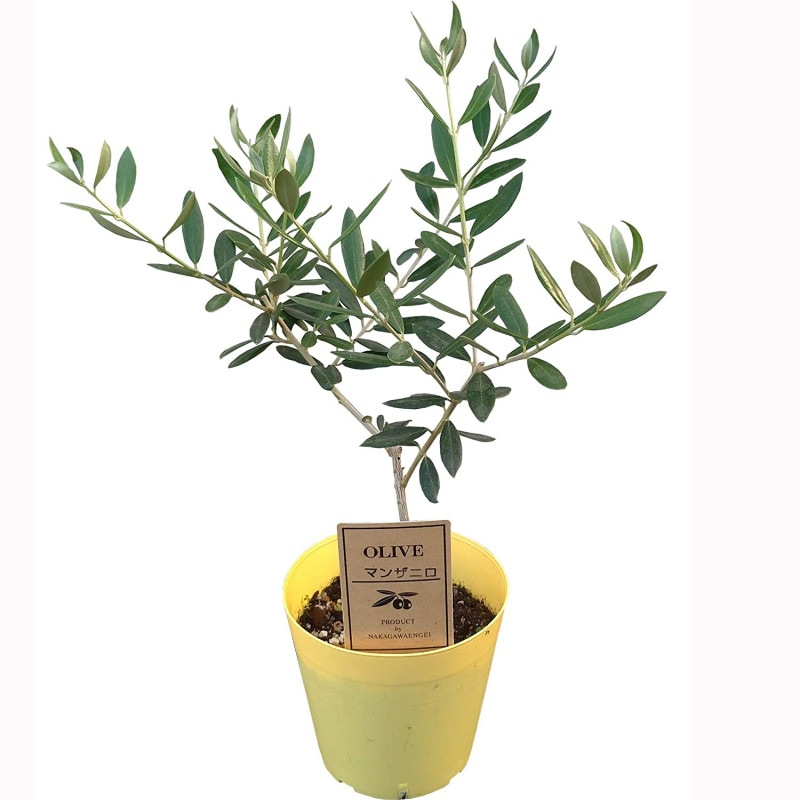 ꡼֤ ȭ ꡼ ꡼֤μ ꡼ʼ ޥ󥶥˥ 3.5ȭ