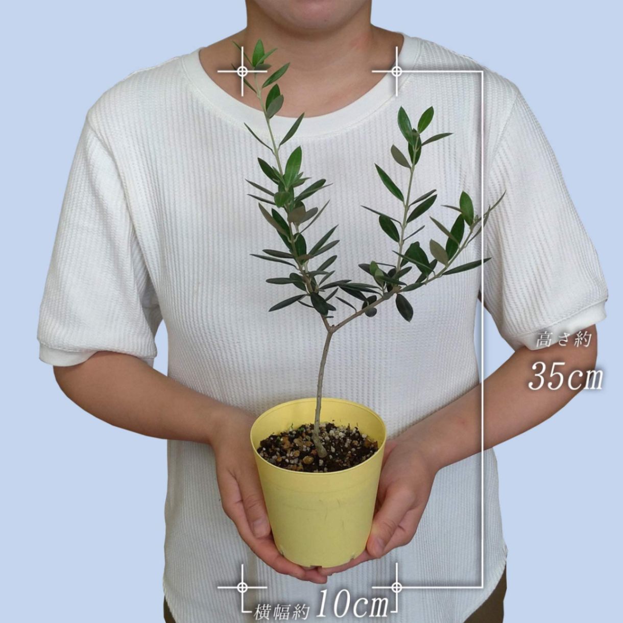 オリーブ　マンザニロ　2 楽天市場】【マンザニロ】 オリーブの木 2年生苗 : 苗木部 by