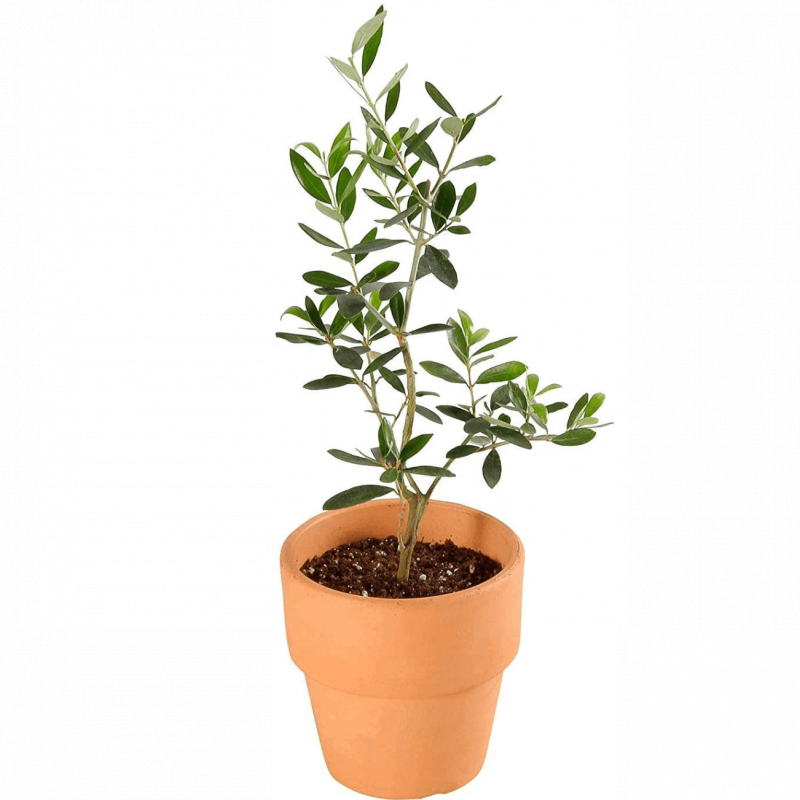 տʪ ꡼֤ ޥ󥶥˥ Ǿ ȭ 4 ٤ ƥꥢ ꡼