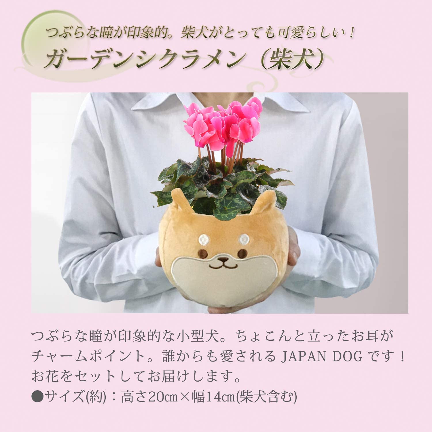 シクラメン シクラメン花 プレゼント ギフト ガーデンシクラメン 花 シクラメン鉢植え Happyなお祝いに贈りたい 安心と感動を送る フラワーギフト 花のギフト社 シクラメン シクラメン花 プレゼント ギフト ガーデンシクラメン 花 シクラメン鉢植え Happyなお祝いに贈りたい 安心と感動を送る フラワーギフト 花のギフト社