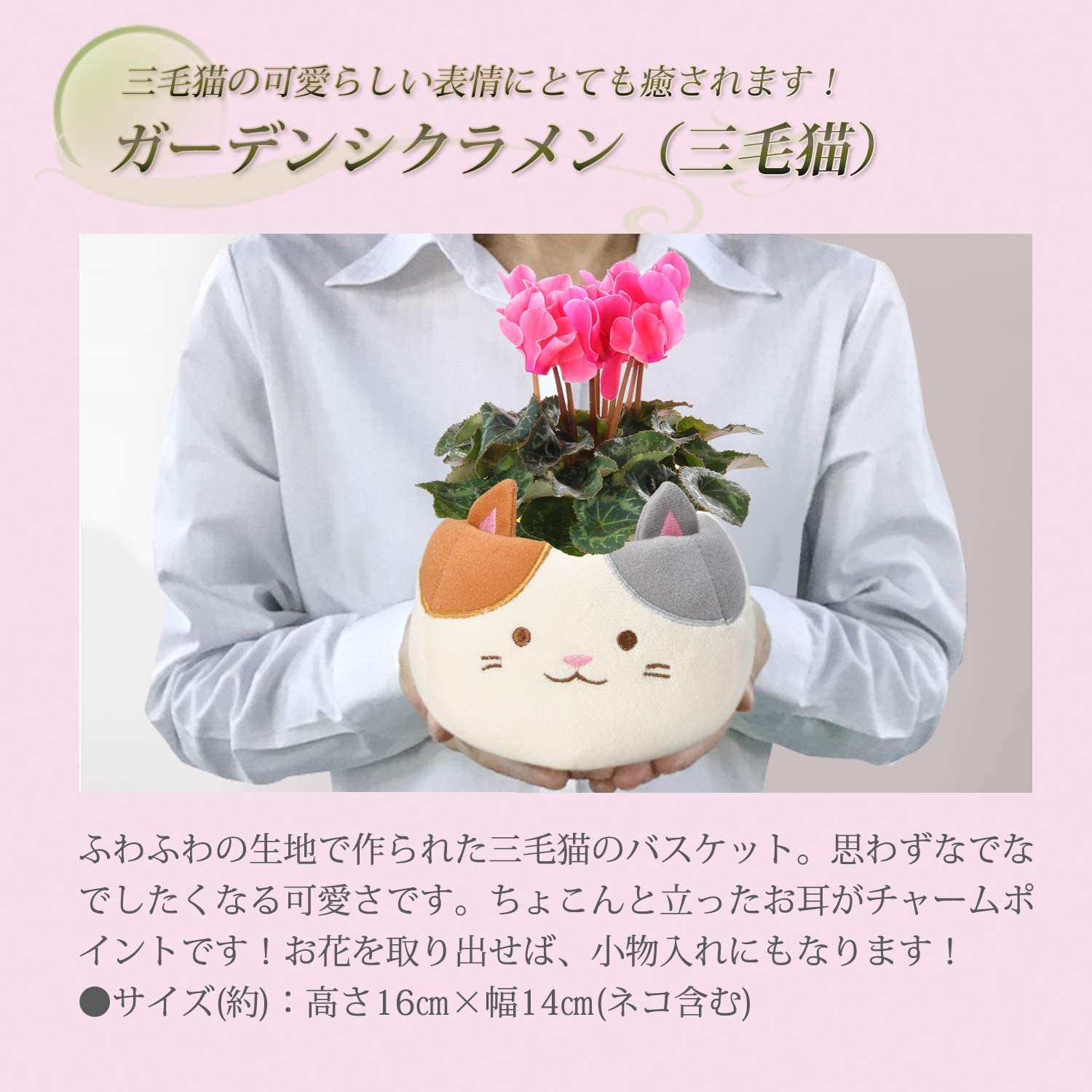 シクラメン シクラメン花 プレゼント ギフト ガーデンシクラメン 花 シクラメン鉢植え Happyなお祝いに贈りたい 安心と感動を送る フラワーギフト 花のギフト社 シクラメン シクラメン花 プレゼント ギフト ガーデンシクラメン 花 シクラメン鉢植え Happyなお祝いに贈りたい 安心と感動を送る フラワーギフト 花のギフト社