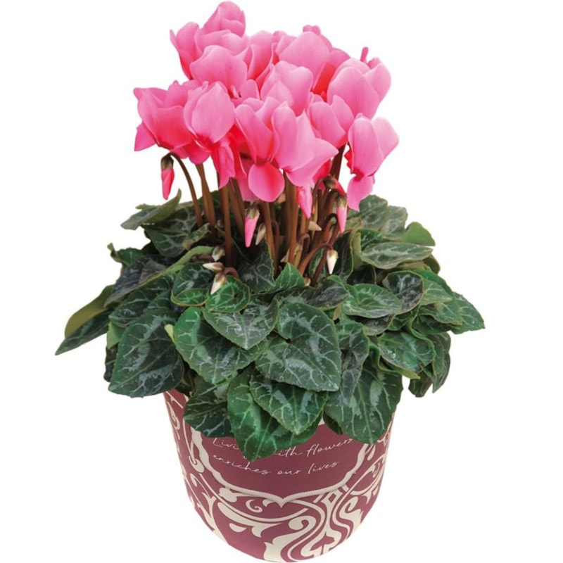  ե ץ쥼  ȭ ȭ  5ȭ ԥ  