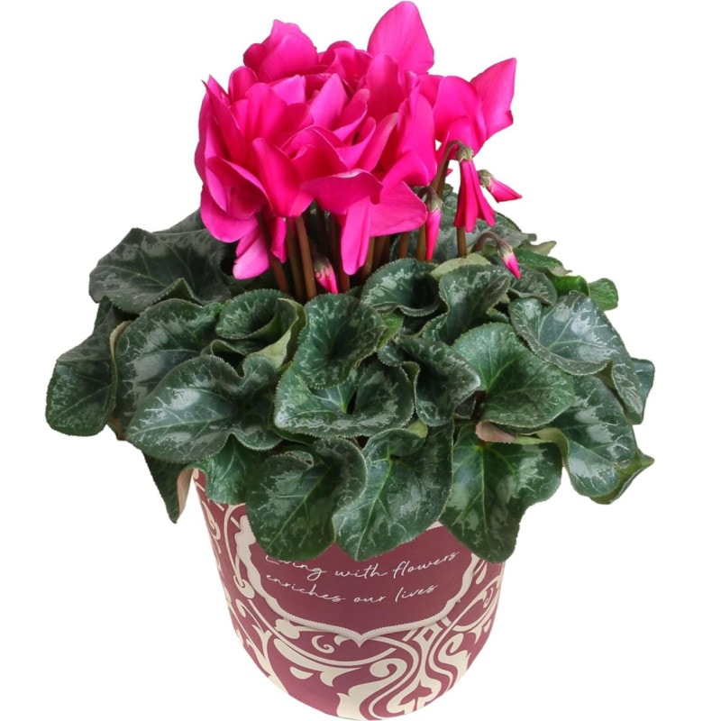 現品【お値下げ中】祝　初冬〜新春飾り　オリジナルシクラメン 現品【お値下げ中】祝 初冬〜新春飾り オリジナルシクラメン