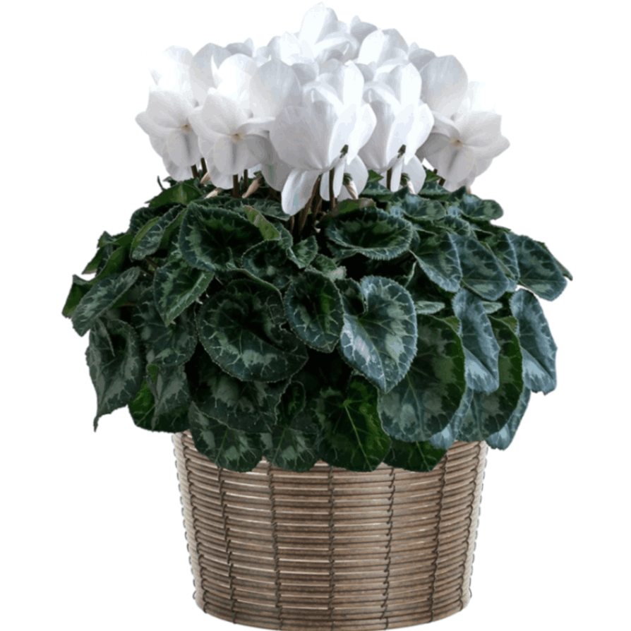 シクラメン ギフト プレゼント 花 鉢植え 鉢花 誕生日 7号鉢 白 歳暮