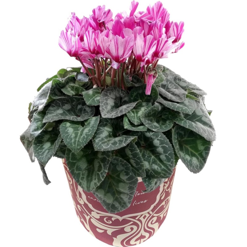  ե ץ쥼  ȭ ȭ  5ȭ  ϡ쥫