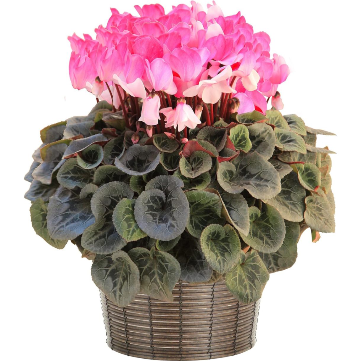 シクラメン ギフト プレゼント 花 鉢植え 鉢花 誕生日 7号鉢 白 ピンク