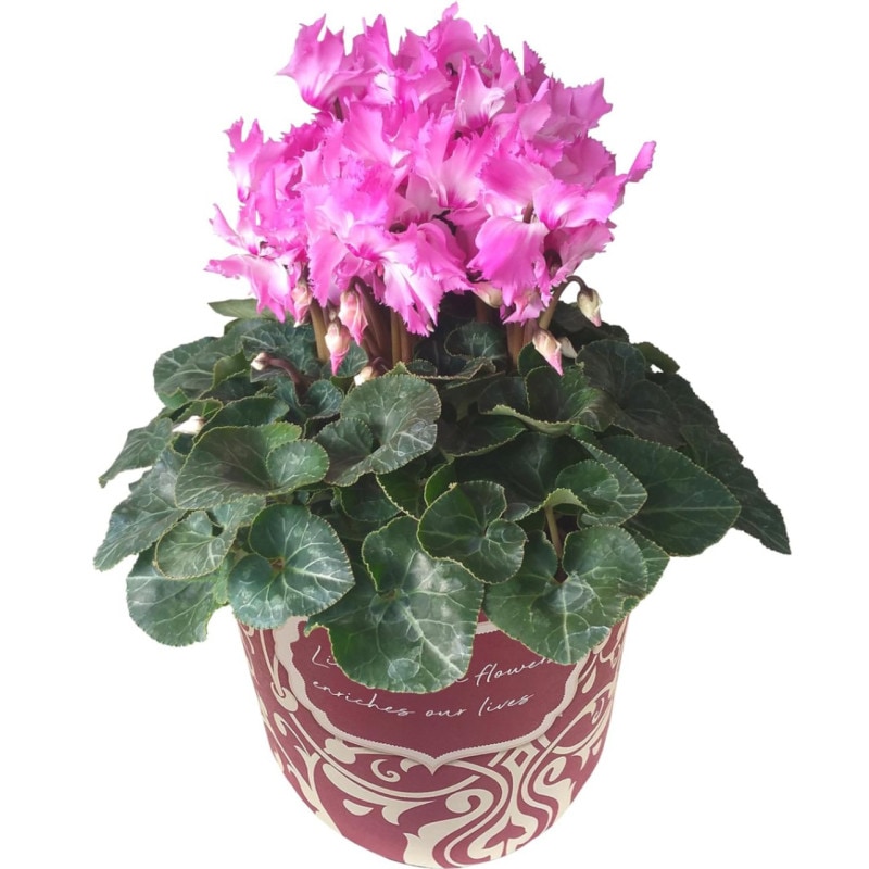  ե ץ쥼  ȭ ȭ  5ȭ 㥮 ԥ