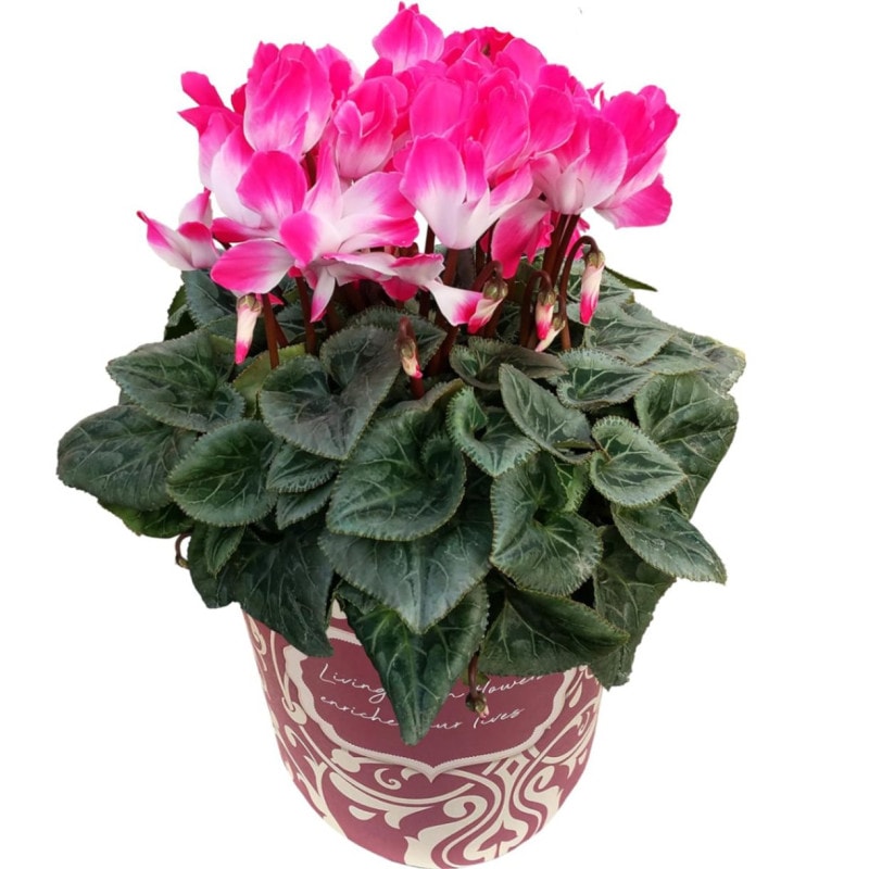  ե ץ쥼  ȭ ȭ  5ȭ ץޡ ԥ