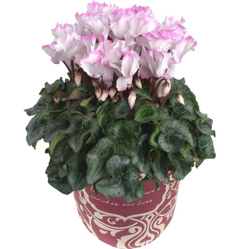  ե ץ쥼  ȭ ȭ  5ȭ 㥮 ԥ